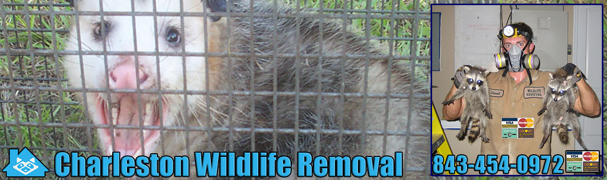 Charleston Wildlife and Animal Removal